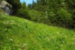 2014-07-05_Laengental-N-Hochweg (589). JPG